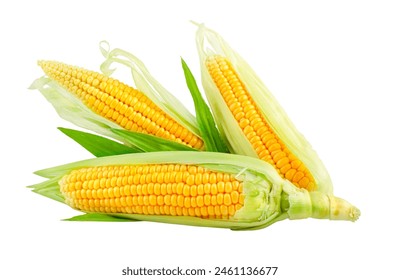 Fresh Corn Cobs vegetables with green leaves. Harvest of corn Vegetables. Organic natural food. Isolated on white background - Powered by Shutterstock