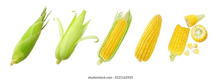 Fresh corn collection isolated on white background , clipping path.