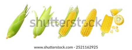 Fresh corn collection isolated on white background , clipping path.