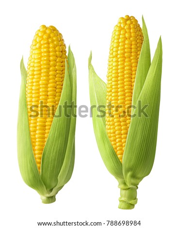 Fresh corn ears with leaves set isolated on white background as package design element