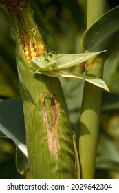 fresh corn growing in the field, corn farm, autumn harvest, green husk. High quality photo