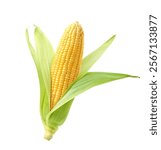 Fresh corn isolated on white background.