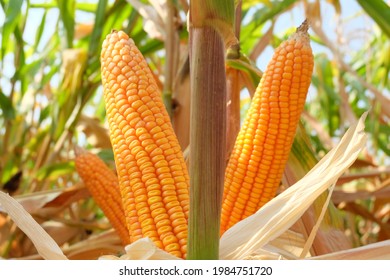 Fresh Corn (maize Corn Seed)