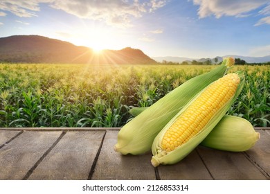 Fresh corn on wooden table with corn plantation background.