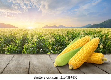 Fresh corn on wooden table with corn plantation background.