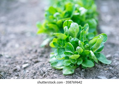 Fresh Corn Salad