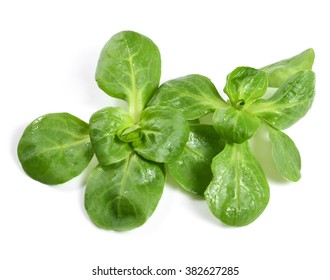 Fresh Corn Salad, Isolated On White Background.