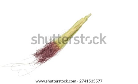 Fresh corn silk featuring distinct green and reddish-brown strands emerges from an unpeeled corn, isolated against a crisp white background.