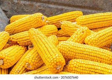 Fresh corn texture, macro, close up of raw yellow corn grains background, rural concept. Plant farmer, Freshly harvested corn. Eco-corn, vegetarian