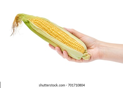 Fresh corn in Women Hand isolated on white background