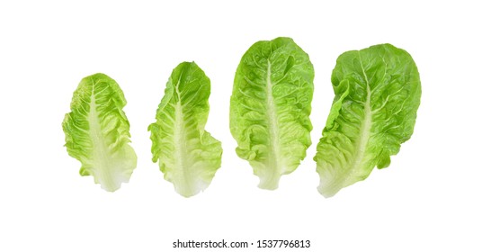 Fresh Cos Lettuce Leaves Isolated On White Background. Top View