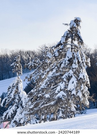 Fresh Covered Snow Trees, Winter Pine Tree, Heavy Snow  