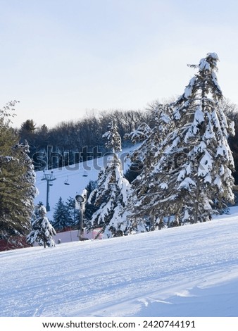 Fresh Covered Snow Trees, Winter Pine Tree, Heavy Snow  