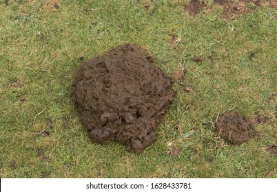Cow Dung Manure Images Stock Photos Vectors Shutterstock