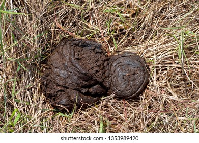 Fresh Cow Dung On Grass Cow Stock Photo 1353989420 | Shutterstock