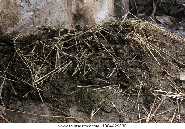 Fresh Cow Dung On Grass Cow Stock Photo Edit Now 1084626830