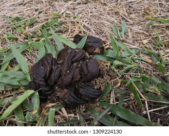 230 Ox Dung Images, Stock Photos & Vectors | Shutterstock