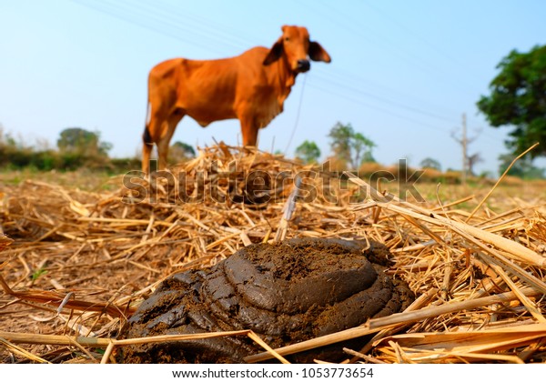 Fresh Cow Dung On Natural Floor Stock Photo Edit Now 1053773654