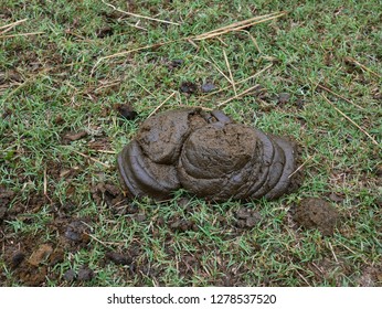 628 Buffalo poop Images, Stock Photos & Vectors | Shutterstock