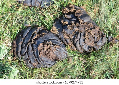 628 Buffalo poop Images, Stock Photos & Vectors | Shutterstock