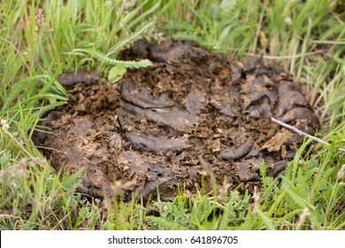 Cowshit Images, Stock Photos & Vectors | Shutterstock