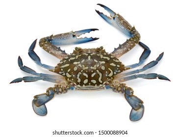 Fresh Crab isolated on white background