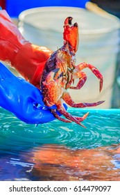 Fresh Crab On Sale Off The Boat By The Fishing Harbor In Half Moon Bay, California