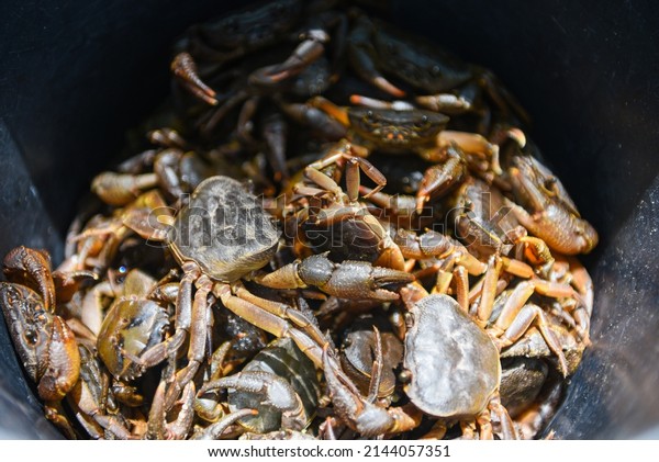 Fresh crab rock, wild freshwater crab on\
bucket, forest crab or stone crab\
river