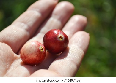 Fresh cranberries in the palm of the hand. Closeup. Outdoor background.