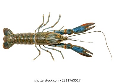 Fresh crayfish isolated on white background, with clipping path
A whole crayfish with blue claws and long antennae is shown from above on a white background.
