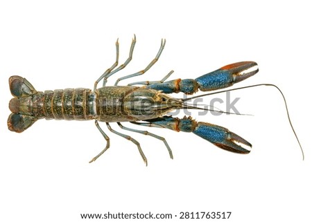 Fresh crayfish isolated on white background, with clipping path
A whole crayfish with blue claws and long antennae is shown from above on a white background.