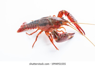 A Fresh Crayfish On White Background