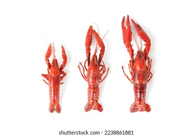 A fresh crayfish on white background，top view