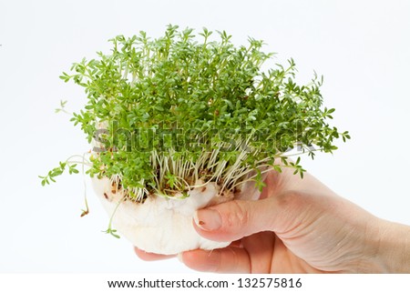 Fresh cress in the hand isolated on white background