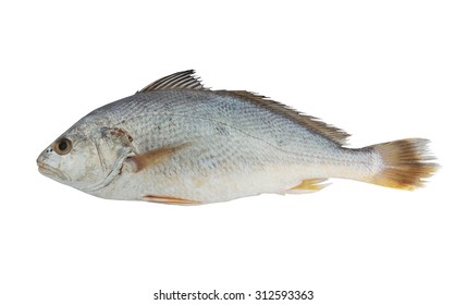 1,050 White croaker Images, Stock Photos & Vectors | Shutterstock