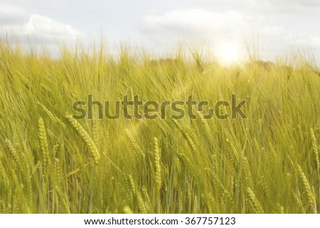 Cultures fraîches au lever du soleil un matin d