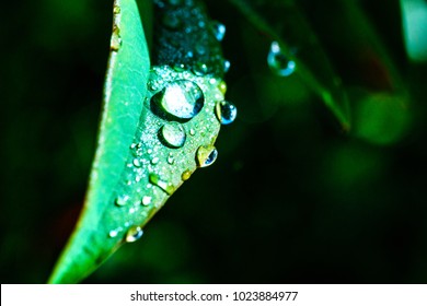 Fresh and crystal clear water drops on the leaves of flower in the morning during winter in Paris park. Taken by Macro lens and artificial light with antural light.