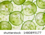 Fresh cucumber slices on a white background