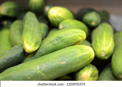 Fresh Cucumbers from Nigeria
