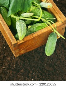 Fresh cucumbers in an old box on the earth.