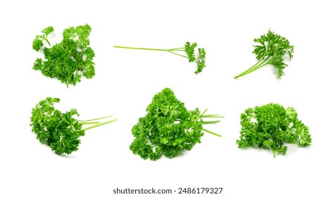 Fresh curly parsley twigs isolated. Cilantro leaves set, raw garden parsley sprig, corriender leaves, chervil twig on white background top view - Powered by Shutterstock