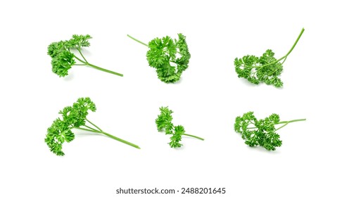 Fresh curly parsley twigs isolated. Cilantro leaves set, raw garden parsley sprig, corriender leaves, chervil twig on white background top view - Powered by Shutterstock