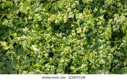 
Fresh curly Petrushka - a popular culinary seasoning cultivation in the open field