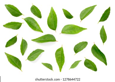 fresh curry leaves isolated on the white background, top view - Powered by Shutterstock