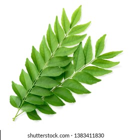 fresh curry leaves isolated on white background, top view