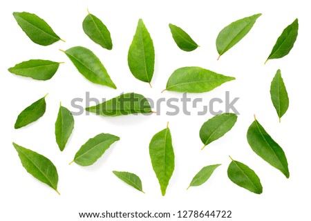 fresh curry leaves isolated on the white background, top view