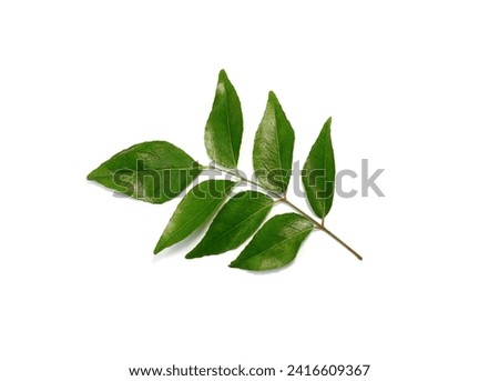 Fresh curry leaves (Murraya koenigii) isolated on white background