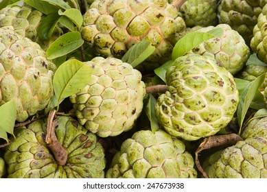 Fresh Custard Apple Leaf Stock Photo 247673938 | Shutterstock