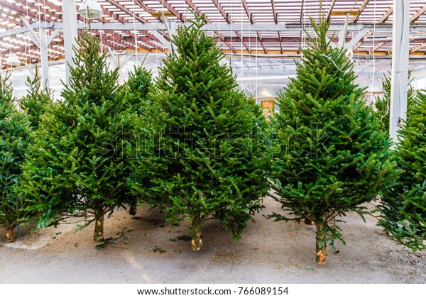 Fresh Cut Christmas Balsam Fir Trees Royalty Free Stock Image