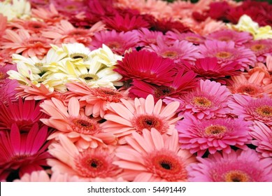 Fresh Cut Gerbera Daises, Garden And Flower Exhibition